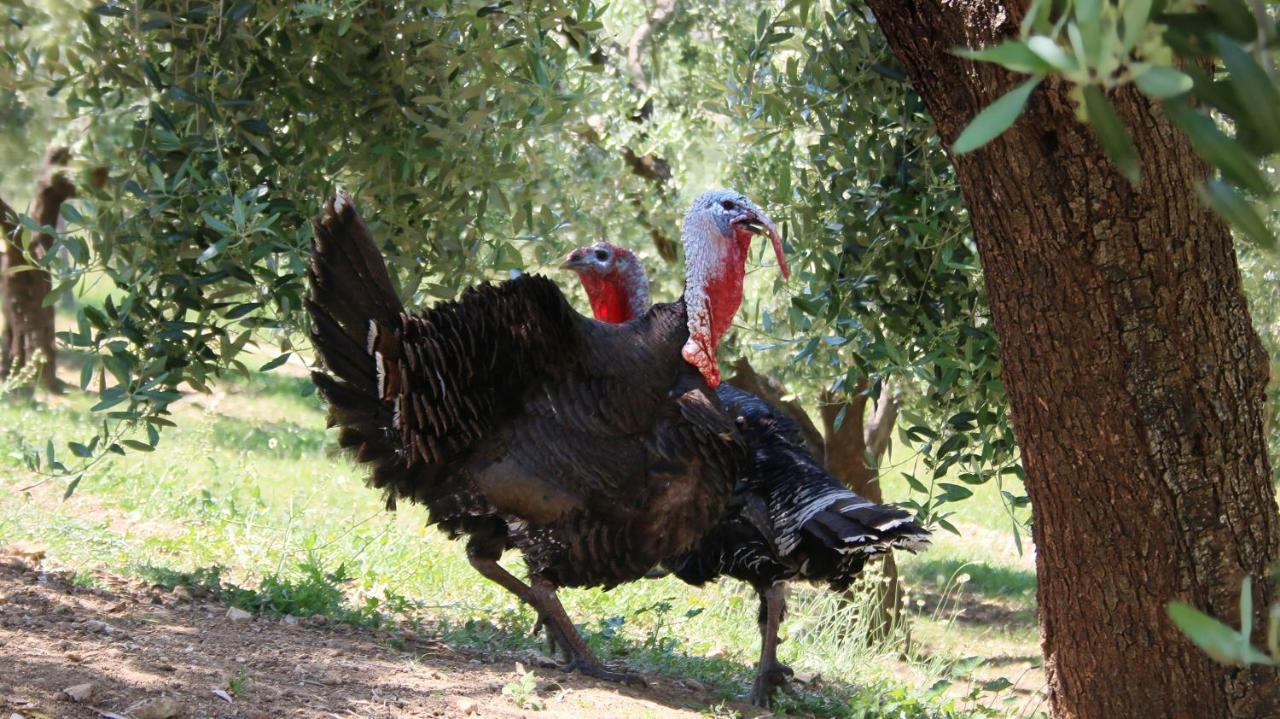 Agroturizem Bylis