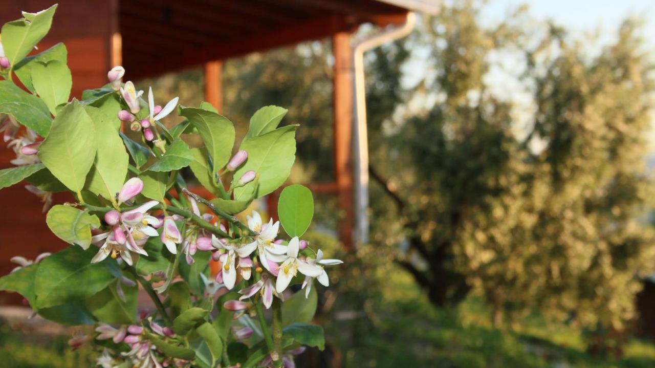 Agroturizem Bylis Camping *
