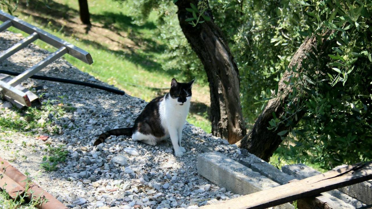 Agroturizem Bylis Camping