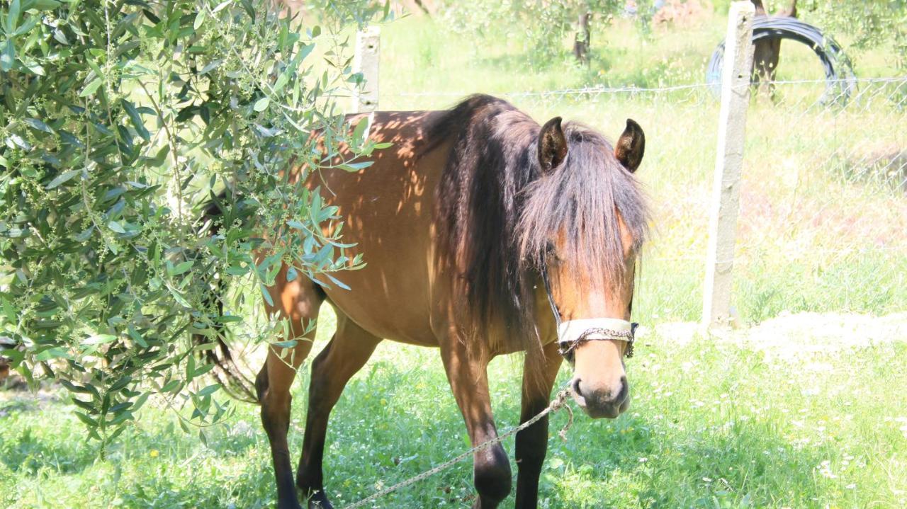Agroturizem Bylis Camping Hekal