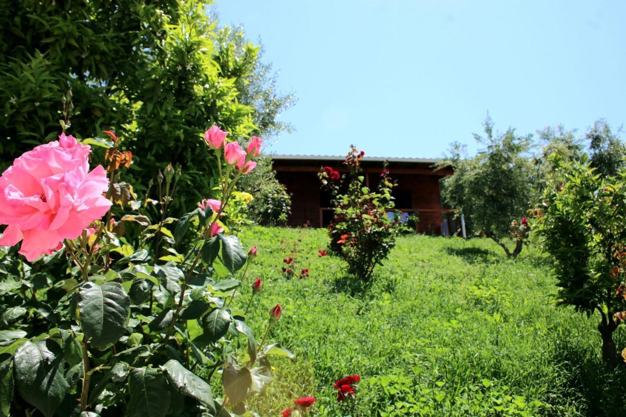 Agroturizem Bylis Camping *